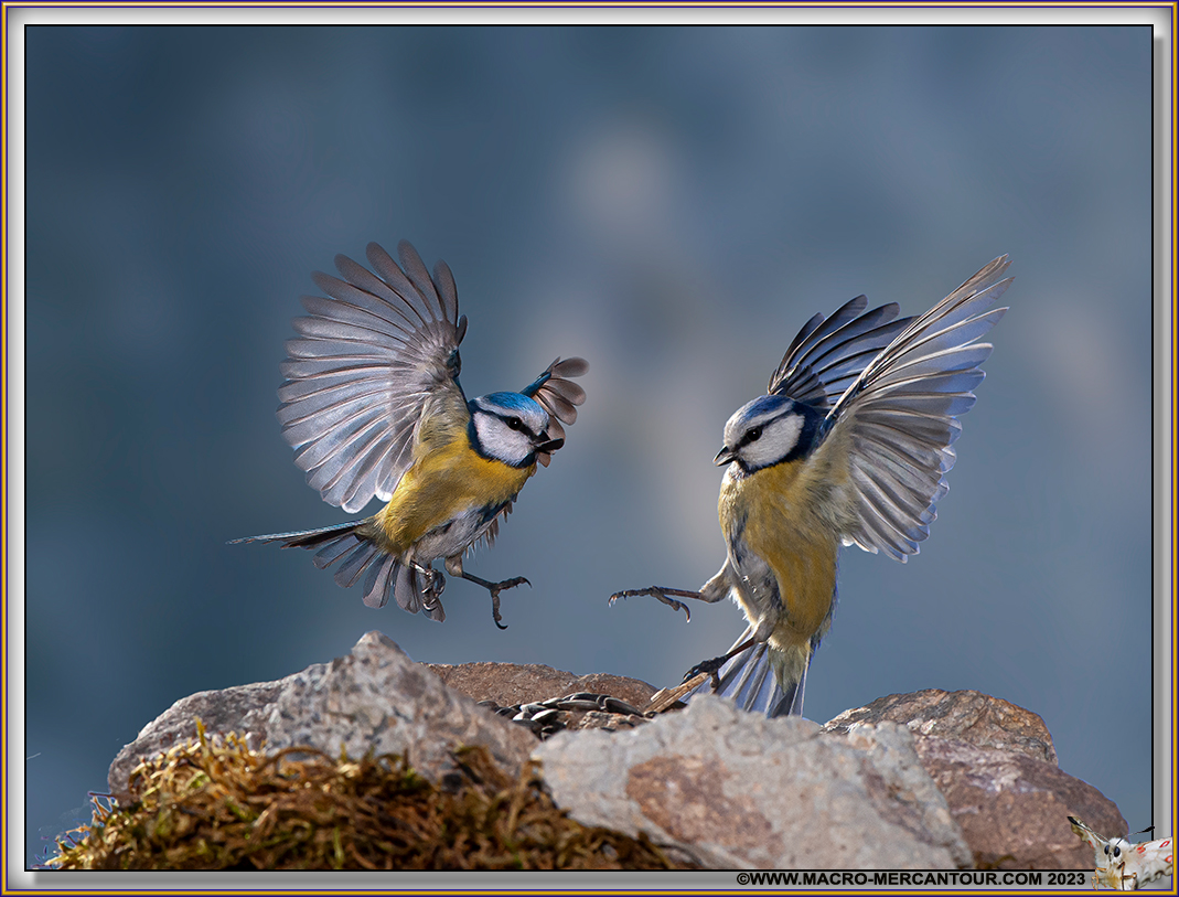 Mésange bleue
